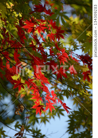 Autumn colors: Maple leaves 134309283