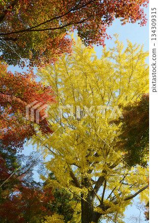 Autumn colors: yellow ginkgo leaves and red maple leaves Autumn colors: yellow ginkgo leaves and red maple leaves 134309315