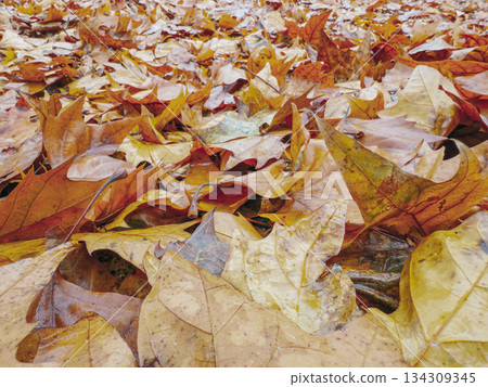 Carpet of Autumn Maple Leaves Background Carpet of Autumn Maple Leaves Background 134309345