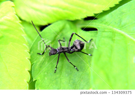 螞蟻模仿窄帶椿象 134309375