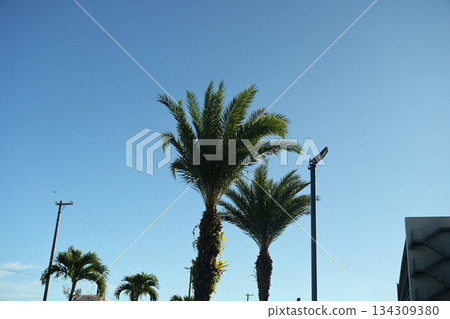 清晨的棕櫚樹 134309380