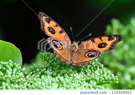 The eye-shaped wings of a false swallowtail butterfly The eye-shaped wings of a false swallowtail butterfly 134309401