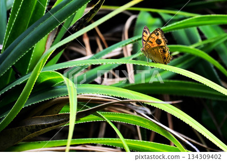 Pandanus leaves and false butterflies Pandanus leaves and false butterflies 134309402