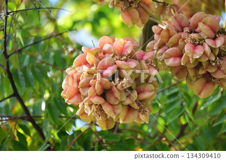 The pink fruit of Taiwan Mokugenji The pink fruit of Taiwan Mokugenji 134309410