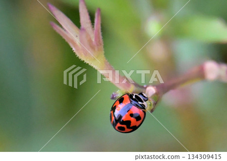 Dandara no Tentou 134309415