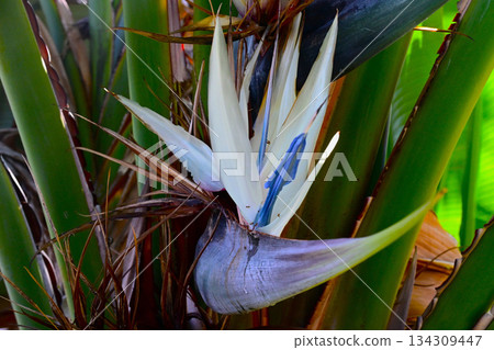 日本茉莉花的花朵呈現出一種不尋常的藍色。 日本茉莉花的花朵呈現出一種不尋常的藍色。 134309447