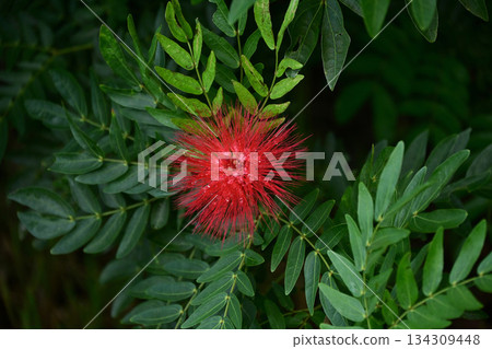 麗花菜（Calliphora rapae）的鏤空設計 134309448