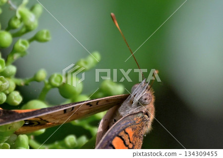 The false swallowtail butterfly is not moving, it is actually being held by a praying mantis The false swallowtail butterfly is not moving, it is actually being held by a praying mantis 134309455