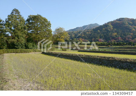 Autumn in Shugakuin, rural scenery, Shugakuin Village, Sakyo Ward, Kyoto City 134309457