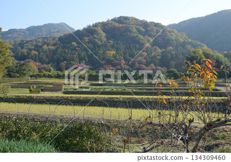 Autumn in Shugakuin, rural scenery, Shugakuin Village, Sakyo Ward, Kyoto City Autumn in Shugakuin, rural scenery, Shugakuin Village, Sakyo Ward, Kyoto City 134309460