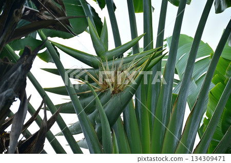 大白菜花尖尖的設計 134309471