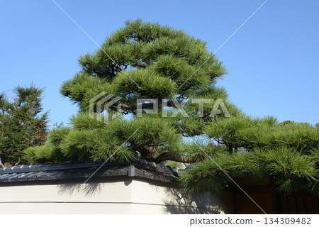 松樹景觀 134309482