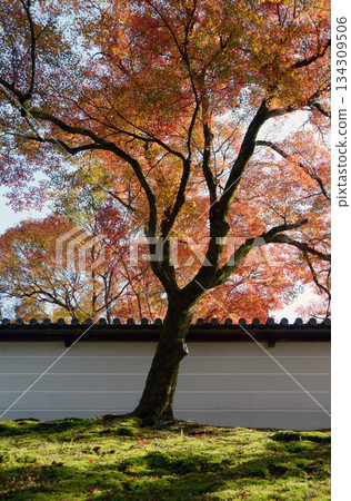 京都市左京區秋天的萬壽院白柵欄和紅葉 134309506