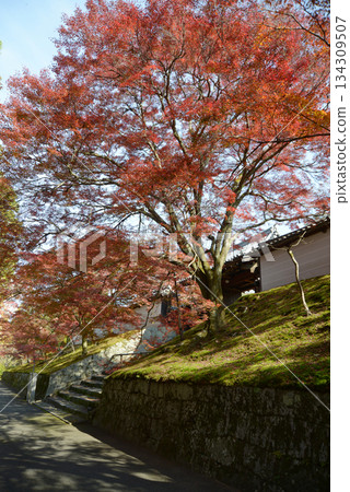 京都市左京區秋天的萬壽院白柵欄和紅葉 134309507