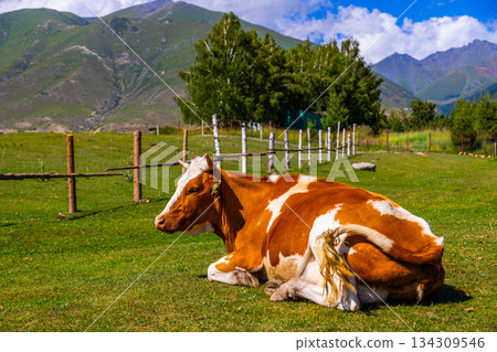 Cow resting peacefully in rural mountainous landscape in Kyrgyzstan Cow resting peacefully in rural mountainous landscape in Kyrgyzstan 134309546