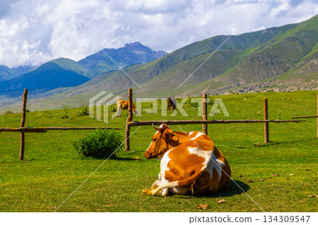 Three cows grazing near wooden fence in peaceful pasture in Kyrgyzstan Three cows grazing near wooden fence in peaceful pasture in Kyrgyzstan 134309547