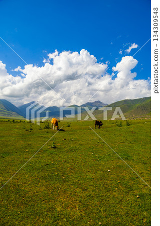 Two cows grazing in a green valley under blue sky in Kyrgyzstan Two cows grazing in a green valley under blue sky in Kyrgyzstan 134309548
