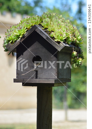 Birdhouse with Succulents Birdhouse with Succulents 134309641