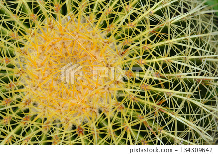 Golden barrel cactus 134309642