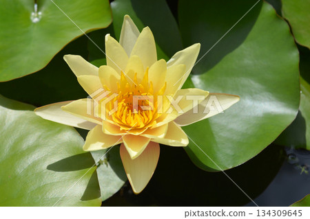 Hardy Water Lily Marliacea Chromatella Hardy Water Lily Marliacea Chromatella 134309645