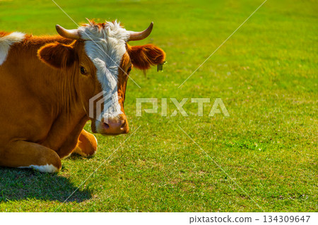 Cow lying down in peaceful meadow during daytime Cow lying down in peaceful meadow during daytime 134309647