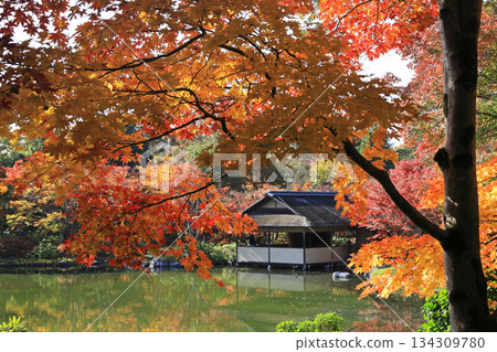 Maple leaves and pond Maple leaves and pond 134309780