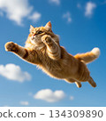 A brown tabby cat flying like a superhero through the blue sky: freedom, success, and pet humor 134309890