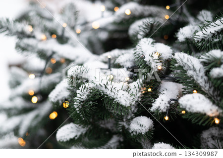 Snowy evergreen branches with warm bokeh Christmas lights create a festive, magical winter holiday background. Snowy evergreen branches with warm bokeh Christmas lights create a festive, magical winter holiday background. 134309987