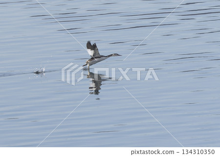 Great Crested Grebe running across the river 134310350