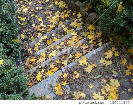 the steps in the park are strewn with yellow leaves 134311305