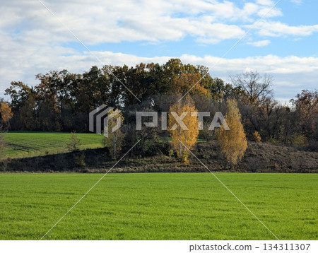 green field and yellow autumn trees green field and yellow autumn trees 134311307