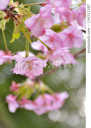Kawazu cherry tree 134311387