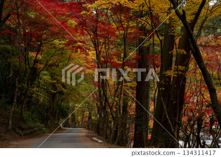Oguni Shrine's Autumn Foliage Tunnel Oguni Shrine's Autumn Foliage Tunnel 134311417