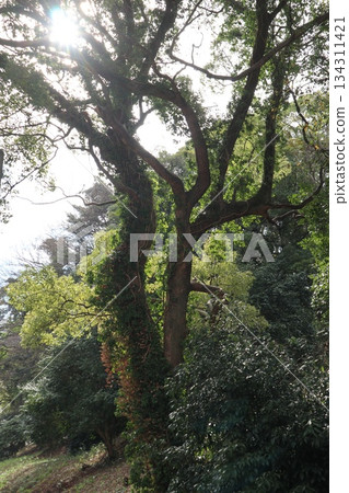 2024年，福岡，福岡市，景觀，中央區，舞鶴公園，第10部分 134311421