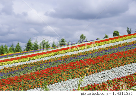 Colorful flower fields spreading across the hills of Biei, Hokkaido Colorful flower fields spreading across the hills of Biei, Hokkaido 134311585