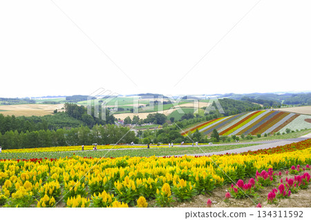 北海道美瑛山丘上，五彩繽紛的花田綿延不絕。 134311592
