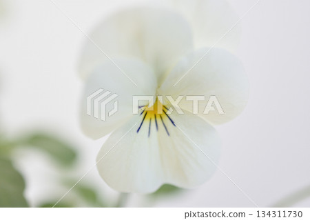 Viola Viola 134311730
