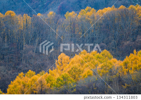 藻岩山的秋景_5914B 134311803