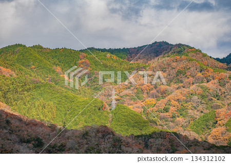 Kasagi forest scenery in early winter, Kasagi Town, Kyoto Prefecture 134312102