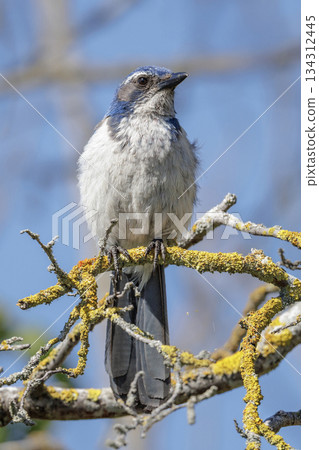 California Scrub-Jay California Scrub-Jay 134312445