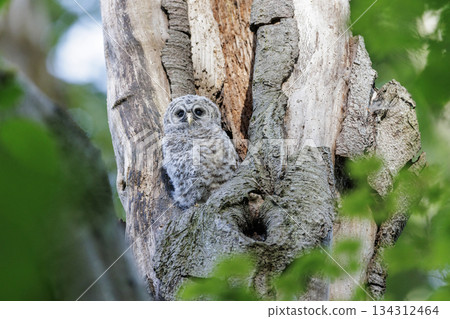Barred Owlet 134312464