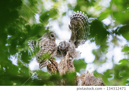 Barred Owl 134312471