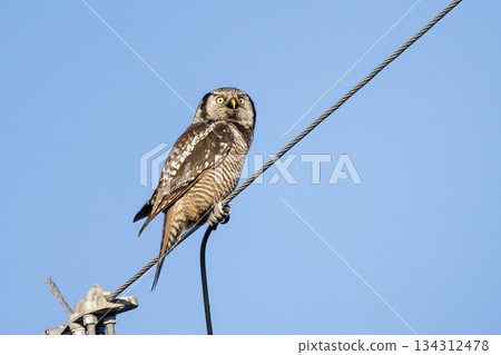 Northern hawk owl Northern hawk owl 134312478