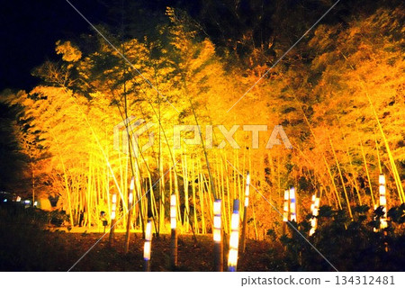 Illumination of the bamboo forest at Bihoku Hillside National Park Illumination of the bamboo forest at Bihoku Hillside National Park 134312481