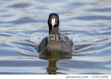 American coot 134312490