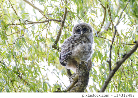 Barred Owlet 134312492