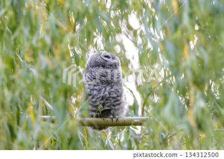 Barred Owlet 134312500