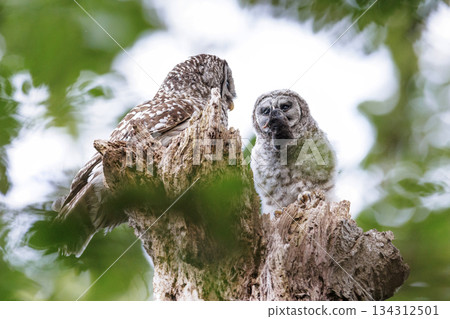 Barred Owl 134312501