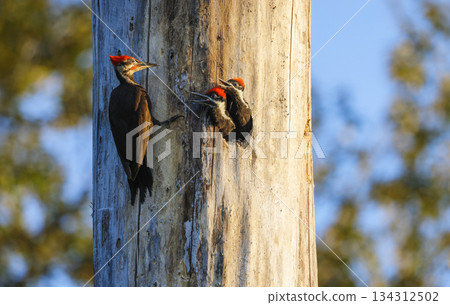 Pileated Woodpecker bird 134312502