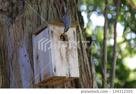 Red breasted nuthatch bird Red breasted nuthatch bird 134312505